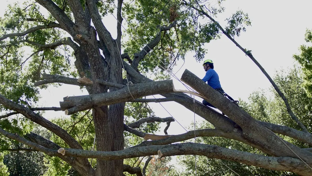 Professional Crown Thinning performed by certified arborists in Pine Valley