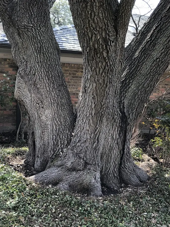 Mature heritage tree close to a Pine Valley property cared for by certified arborists